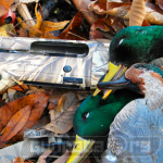 Winchester Super X3 Waterfowl Hunter Photo 2