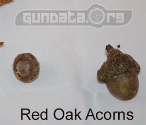 Red Oak Acorns