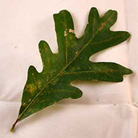 White Oak Leaf