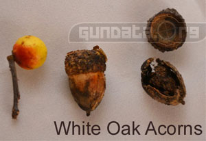 White Oak Acorns